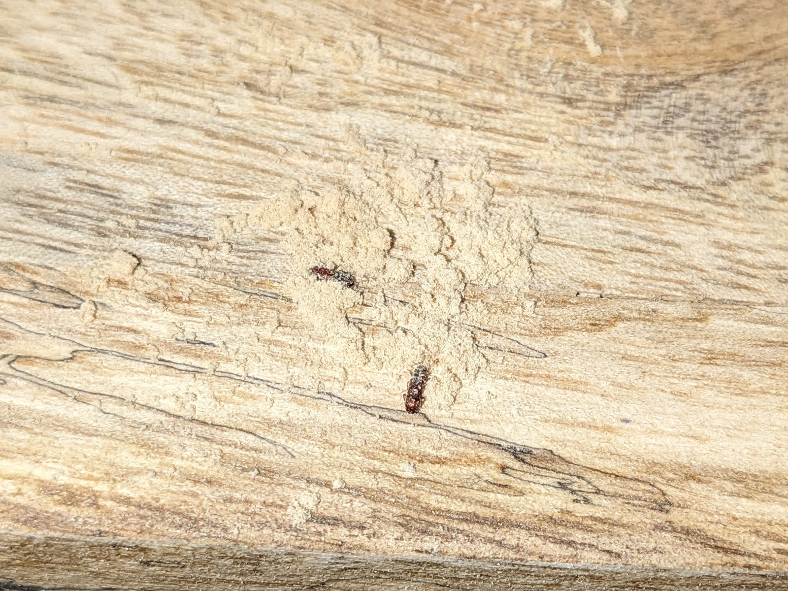 Holzwurm Holzfigur, handgefertigte Deko aus massivem Holz mit sichtbarer Maserung, warmes Braun, rustikaler Wohnstil