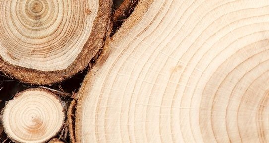 Infografik "Wissenswertes" – Übersicht zu Holzeigenschaften mit Symbolen und kurzen Stichpunkten, naturfarbene Holzoptik und dezente Akzentfarben.