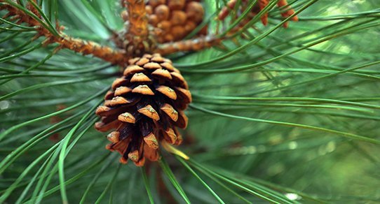 Nahaufnahme von Pinienzapfen auf rustikalem Holz – natürliche, braune Deko-Details