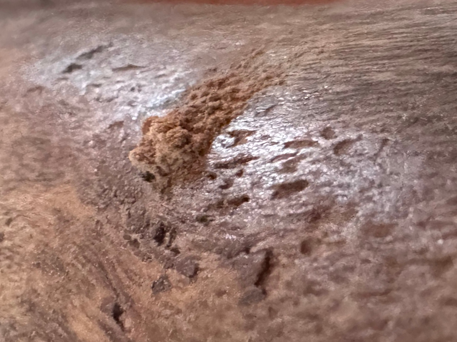 Holzwurm – Detailaufnahme von naturbelassenem Holz mit sichtbarer Maserung und warmen Braun‑ und Beigetönen, rustikales, organisches Dekoelement