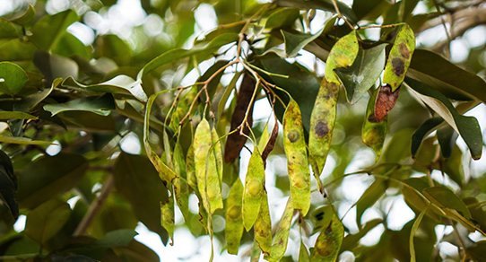 Verschiedene Früchte arrangiert auf dunklem Palisander-Holzbrett – dekoratives Stillleben für Küche und Naturholz-Deko.