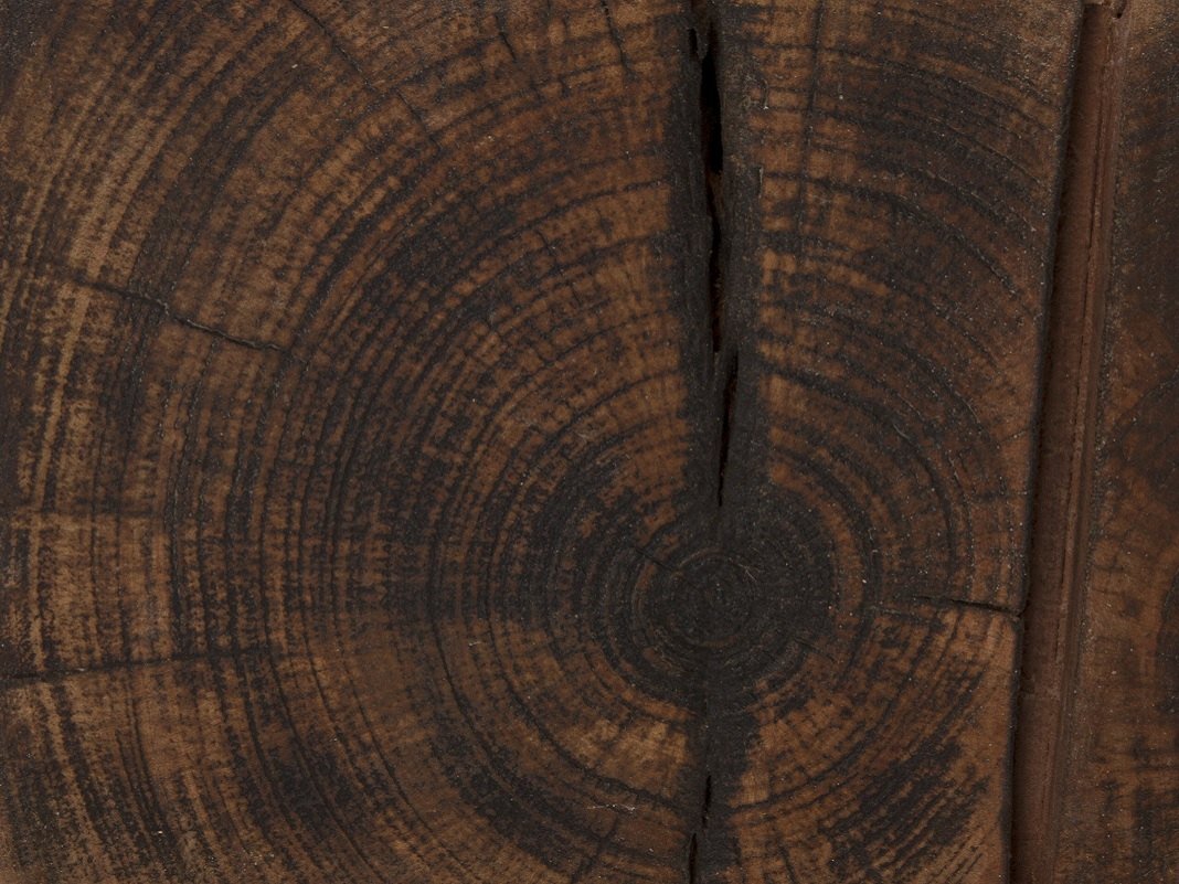 Nahaufnahme von Hirnholz (Stirnholz) – markante Stirnfläche mit sichtbaren Jahrringen, feiner Holzmaserung und warmen Naturtönen