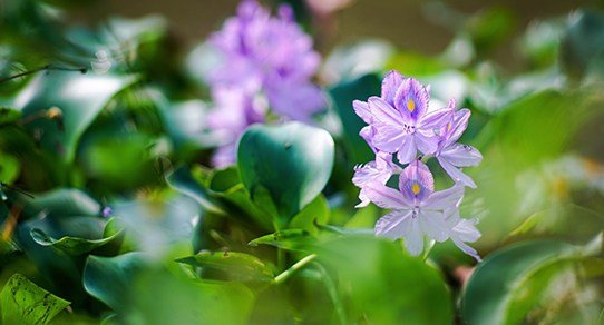 Nahaufnahme einer blühenden Wasserhyazinthe: zarte violett-blaue Blüten, grüne Blätter und natürliche Textur in sanftem Licht