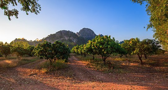 Nahaufnahme von Mangoholz-Baumstämmen mit markanter Maserung und warmen braunen Tönen, rustikale Holzstruktur