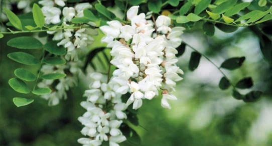 Nahe Aufnahme einer weißen Blütenrispe der falschen Akazie (Robinie) vor unscharf grünem Frühlingshintergrund.