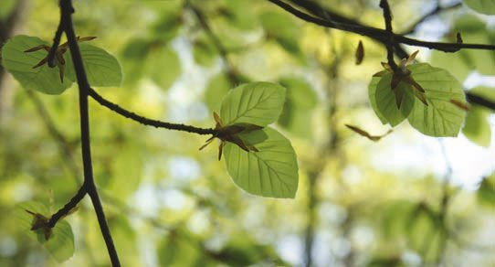 Frische Buchenlaub-Nahaufnahme: dichtes, leuchtend grünes Blattwerk als natürlicher, ruhiger Hintergrund