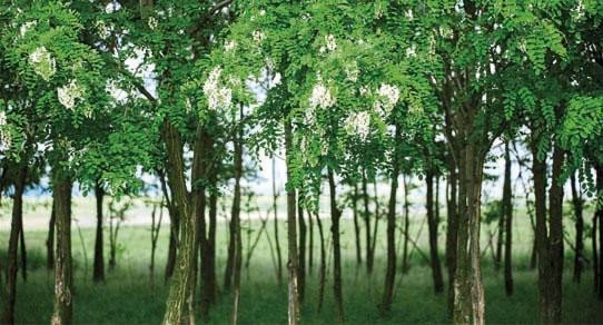 Akazien- und Robinienbäume in natürlichem Wald, grüne Baumkronen und helle Stämme, ruhige Außenaufnahme