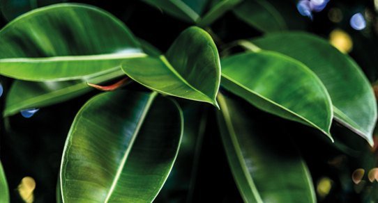 Nahaufnahme von grünem Gummibaum-Laub (Rubberwood) mit satter Blatttextur und natürlichem Licht