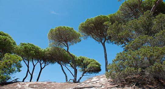 Pinienwald mit hohen, schlanken Pinienbäumen und dichtem Nadelgrün, natürliche, ruhige Waldstimmung