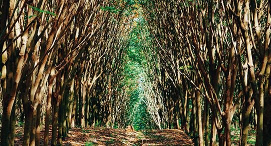 Nahaufnahme von Rubberwood (Kautschukbäumen): zugeschnittene Holzplatten mit warmer, honigfarbener Maserung und natürlicher Holzstruktur