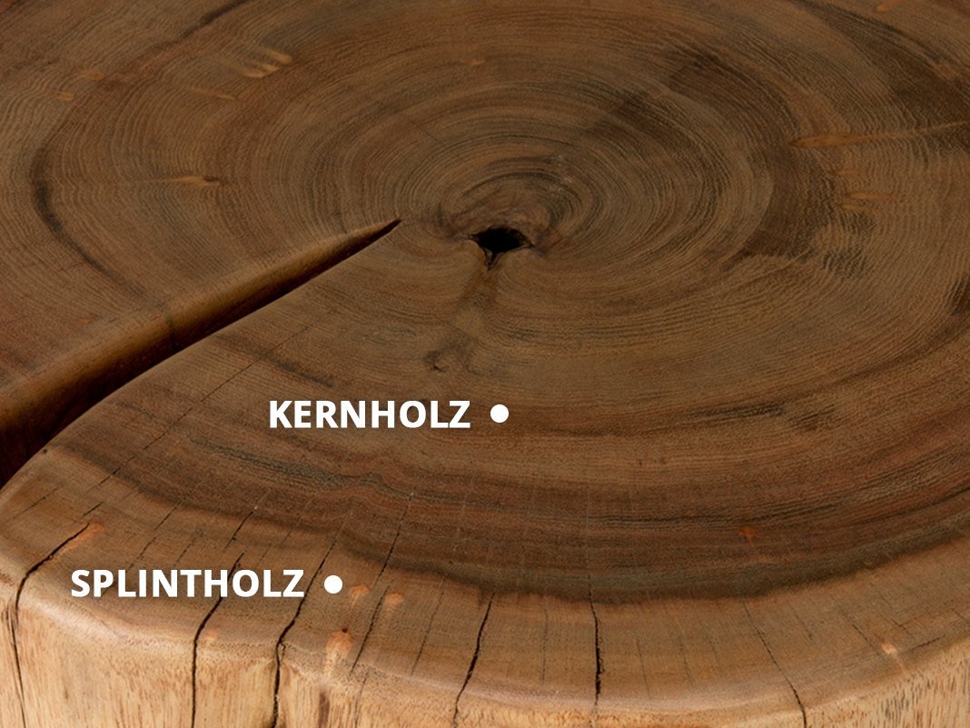 Baumstamm-Querschnitt mit deutlichem Farbkontrast: helles Splintholz außen und dunkles Kernholz innen zur Unterscheidung