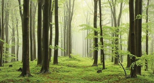 Buchenwald mit schlanken, glatten Buchenstämmen und dichtem grünen Laubdach – natürliches Buchenholz-Motiv für Holzprodukte