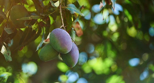 Reife Mangos am Ast eines Mangobaums, umgeben von grünen Blättern in sonniger Außenaufnahme