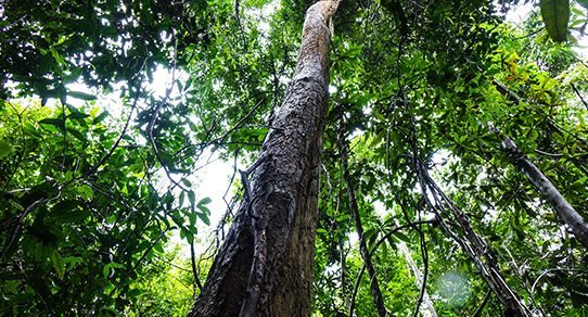 Palisanderholz mit markanter, baum-ähnlicher Maserung in warmen Braun- und Rottönen, natürliche Holzstruktur