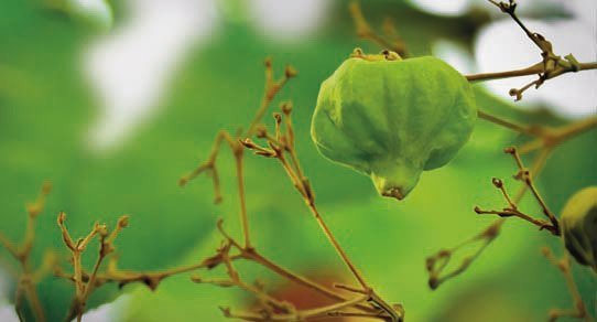 Teakbaum-Früchte, Nahaufnahme brauner Samenkapseln an Zweig mit grünen Blättern vor unscharfem Naturhintergrund